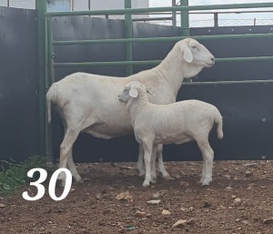 1+1X VAN ROOY OOI/EWE - STOET- JOHAN GOUWS