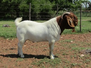 1X BOERBOK RAM - KUDDE- PANICUM STOETERYE