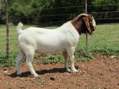 ONTTREK - 1X BOERBOK RAM PANICUM STOETERYE