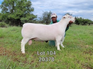 1X WIT DORPER RAM - STOET - HARDUS KORB