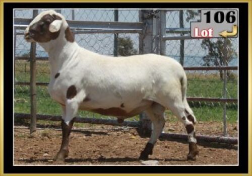 LOT 106 1X MEATMASTER RAM