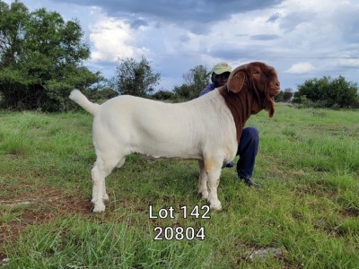 ONTTREK - 1X BOERBOK RAM HARDUS KORB