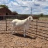 1X VAN ROOY RAM STOET L & L DORPERSTOET - 2