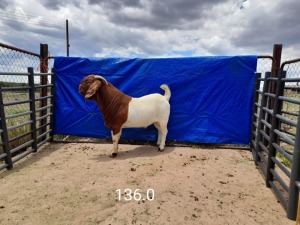 1X BOERBOK RAM - KUDDE- IZAK GOUWS