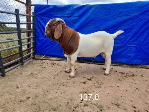 1X BOERBOK RAM - KUDDE- IZAK GOUWS