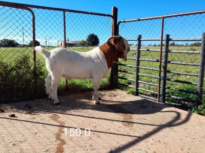 1X BOERBOK RAM - KUDDE - IZAK GOUWS