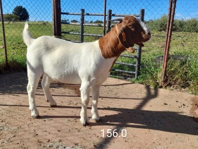 1X BOERBOK OOI - KUDDE - IZAK GOUWS