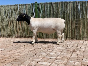 1X DORPER RAM - STOET - CONSTANTIA DORPERS