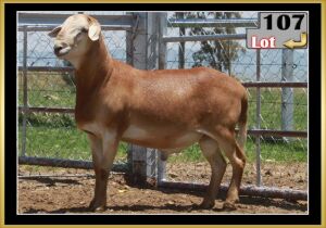 LOT 107 1X MEATMASTER RAM