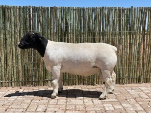 1X DORPER RAM - KUDDE- CONSTANTIA DORPERS