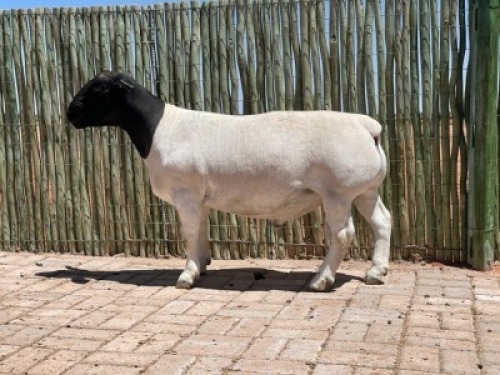 1X DORPER RAM - KUDDE- CONSTANTIA DORPERS