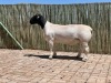 1X DORPER RAM - - STOET CONSTANTIA DORPERS