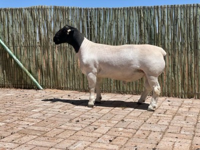 1X DORPER RAM - - STOET CONSTANTIA DORPERS