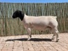 1X DORPER RAM - STOET - CONSTANTIA DORPERS