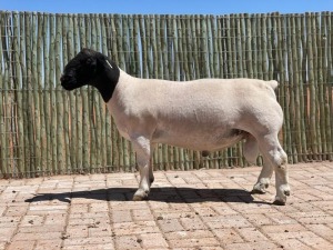 1X DORPER RAM - STOET - CONSTANTIA DORPERS