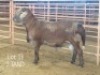 1X MEATMASTER RAM DRIEKOPMEATMASTERS