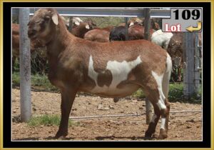 LOT 109 1X MEATMASTER RAM