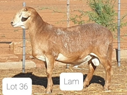 1X MEATMASTER RAM CONSENTVLEY MEATMASTERS