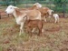 LOT 33 2X MEATMASTER OOI MET LAMMERS/EWE WITH LAMBS THABA MEATMASTERS(PER STUK OM LOT TE NEEM/PER PIECE TO TAKE THE LOT) - 7