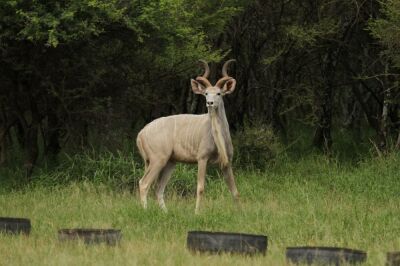 LOT 33 1x WIT KOEDOE BUL/WHITE KUDU BULL