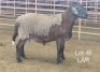 1X MEATMASTER RAM DRIEKOP MEATMASTERS