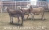 3X MEATMASTER OOI/EWE DRIEKOP MEATMASTERS (Per stuk om lot te neem)
