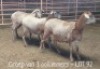 3X MEATMASTER OOI/EWE DRIEKOP MEATMASTERS (Per stuk om lot te neem)