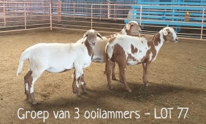 3X MEATMASTER OOI/EWE DRIEKOP MEATMASTERS (Per stuk om lot te neem)