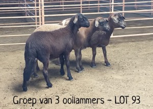 3X MEATMASTER OOI/EWE DRIEKOP MEATMASTERS (Per stuk om lot te neem)