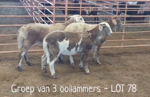 3X MEATMASTER OOI/EWE DRIEKOP MEATMASTERS (Per stuk om lot te neem)