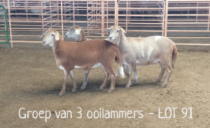 3X MEATMASTER OOI/EWE DRIEKOP MEATMASTERS (Per stuk om lot te neem)