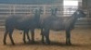 3X MEATMASTER OOI/EWE THERONJE MEATMASTERS (Per stuk om lot te neem) - 2