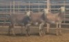 3X MEATMASTER OOI/EWE THERONJE MEATMASTERS (Per stuk om lot te neem) - 3