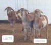 3X MEATMASTER OOI/EWE OSVLEY MEATMASTERS (Per stuk om lot te neem)