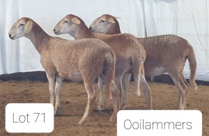 3X MEATMASTER OOI/EWE OSVLEY MEATMASTERS (Per stuk om lot te neem)