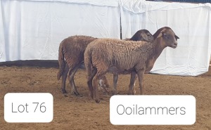 3X MEATMASTER OOI/EWE OSVLEY MEATMASTERS (Per stuk om lot te neem)