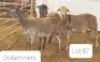 3X MEATMASTER OOI/EWE OSVLEY MEATMASTERS (Per stuk om lot te neem)