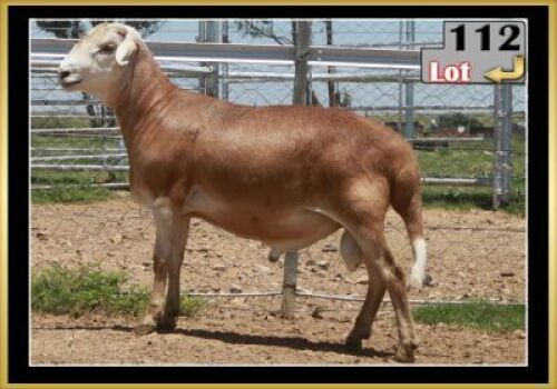 LOT 112 1X MEATMASTER RAM