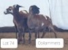 3X MEATMASTER OOI/EWE OSVLEY MEATMASTERS (Per stuk om lot te neem)