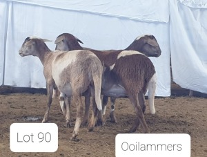 2X MEATMASTER OOI/EWE OSVLEY MEATMASTERS (Per stuk om lot te neem)