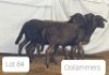 3X MEATMASTER OOI/EWE OSVLEY MEATMASTERS (Per stuk om lot te neem)