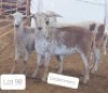 3X MEATMASTER OOI/EWE OSVLEY MEATMASTERS (Per stuk om lot te neem)