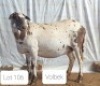 1X MEATMASTER OOI/EWE OSVLEY MEATMASTERS