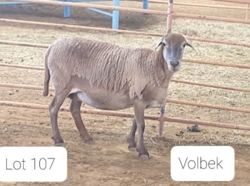 1X MEATMASTER OOI/EWE OSVLEY MEATMASTERS