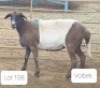 1X MEATMASTER OOI/EWE OSVLEY MEATMASTERS