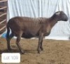 1X MEATMASTER OOI/EWE OSVLEY MEATMASTERS
