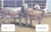 3X MEATMASTER OOI/EWE OSVLEY MEATMASTERS (Per stuk om lot te neem)