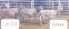 2X MEATMASTER OOI/EWE OSVLEY MEATMASTERS (Per stuk om lot te neem)