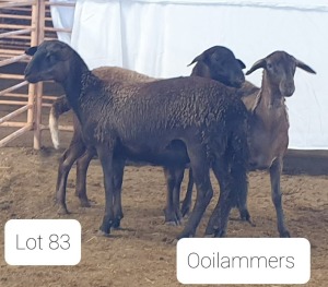 3X MEATMASTER OOI/EWE OSVLEY MEATMASTERS (Per stuk om lot te neem)