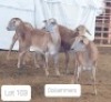 4X MEATMASTER OOI/EWE OSVLEY MEATMASTERS (Per stuk om lot te neem)